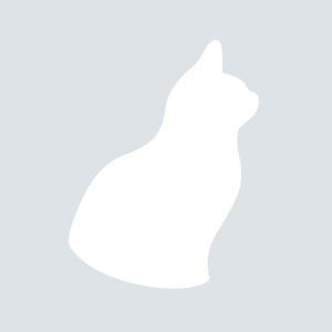 Scottish Straight Longhair cat breed photo